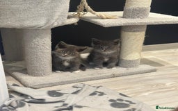 Ragdoll cats for sale: 4 kittens looking for new family  - Image 1