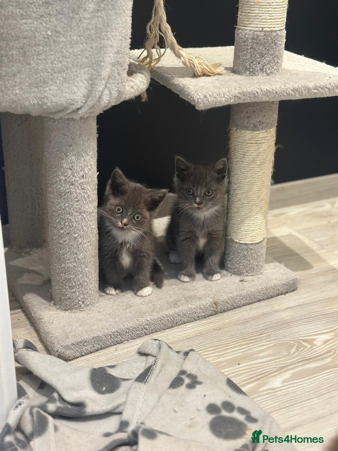 Ragdoll cats for sale: 4 kittens looking for new family  - Image 1