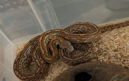 Corn Snake reptiles for sale: Mix of beautiful colourful corn snakes for sale - Image 5