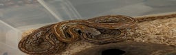 Corn Snake reptiles for sale: Mix of beautiful colourful corn snakes for sale - Advert 5