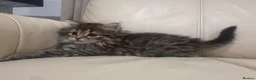 Norwegian Forest Cat cats for sale: Stunningly Adorable Norwegian Forest x Ragdoll  - Advert 20