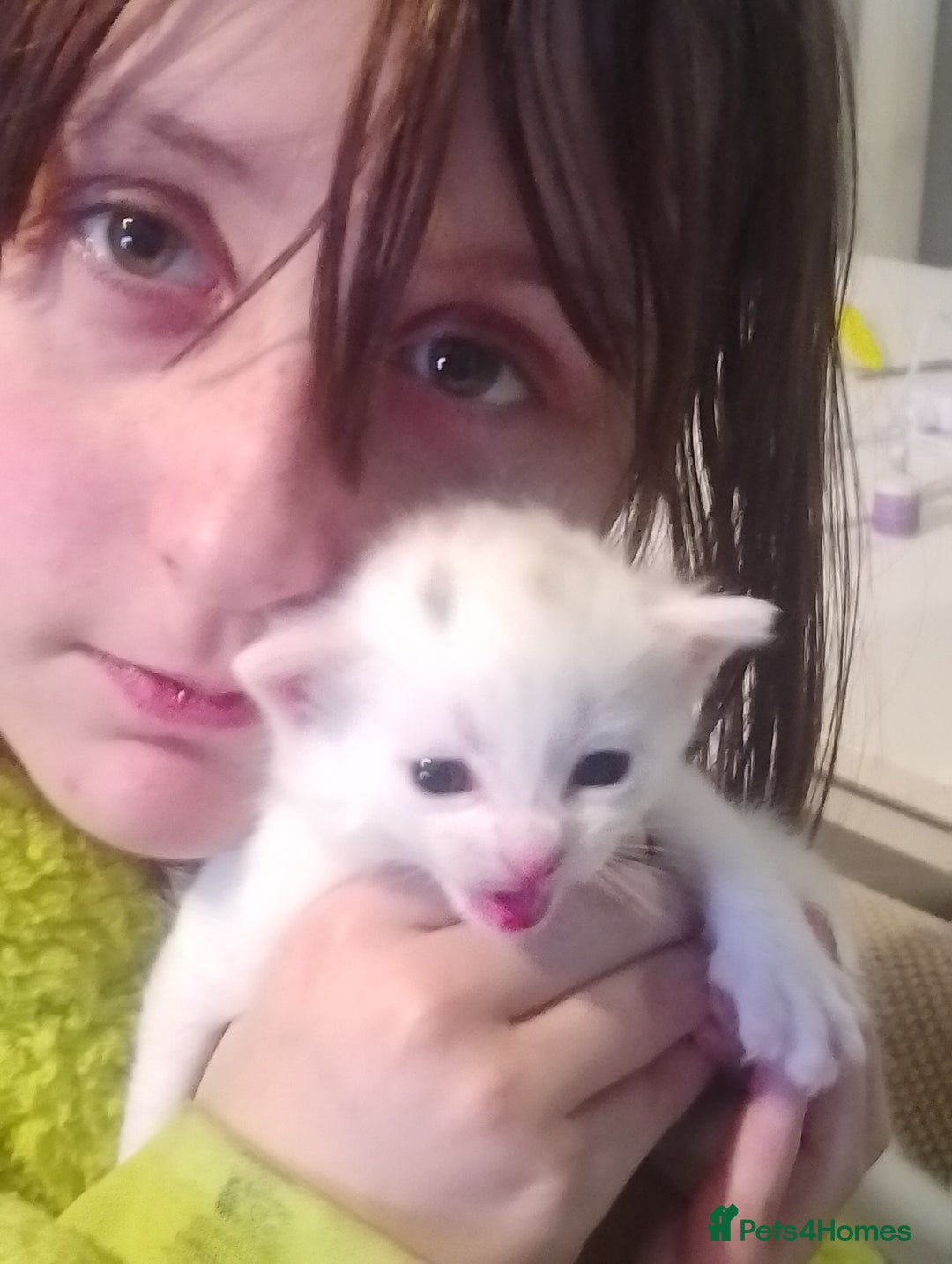 Turkish Angora cats for sale: Turkish angora kittens  - Advert 12