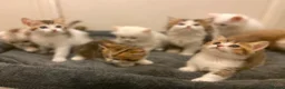 Munchkin cats for sale: Full Pedigree Munchkin Kittens - Advert 15