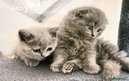 Scottish Fold cats for sale: Adorable kitten ready for their forever home  - Image 4