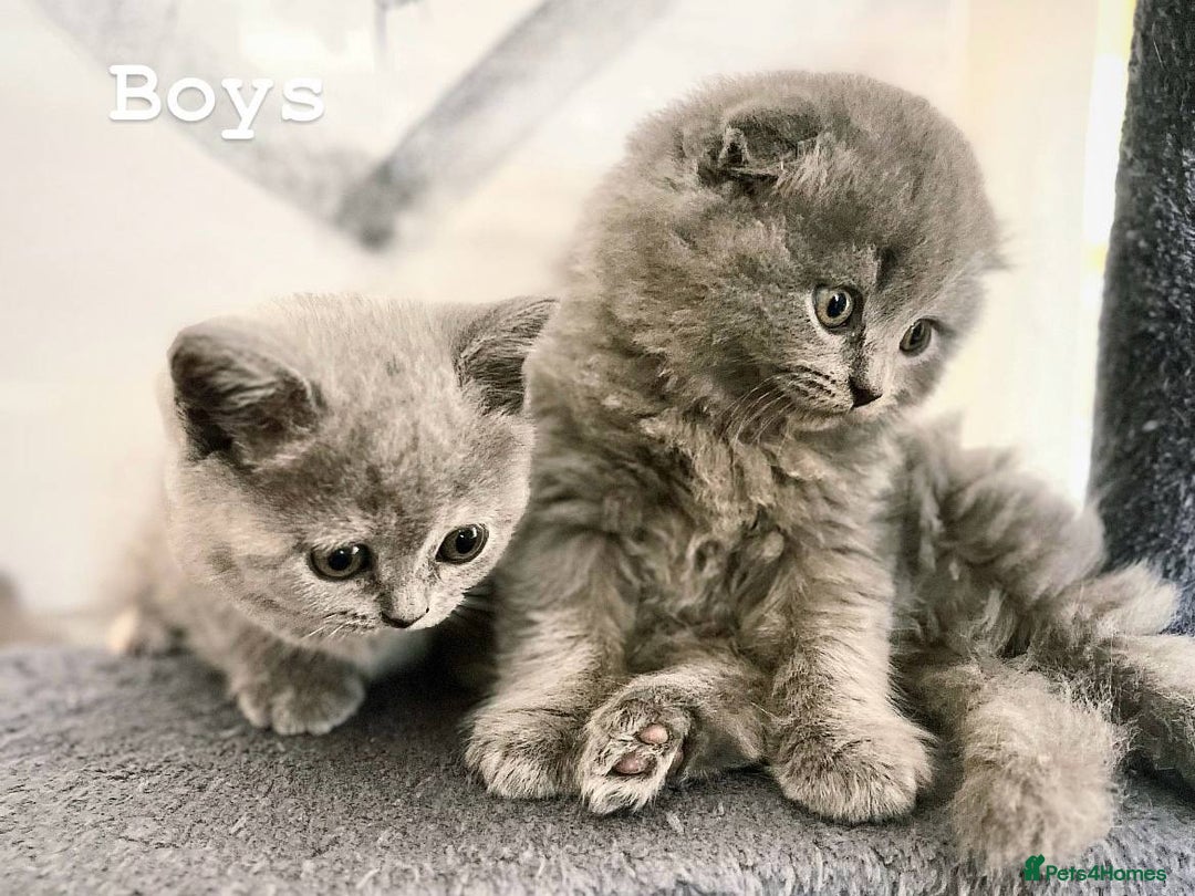 Scottish Fold cats for sale: Adorable kitten ready for their forever home  - Image 4