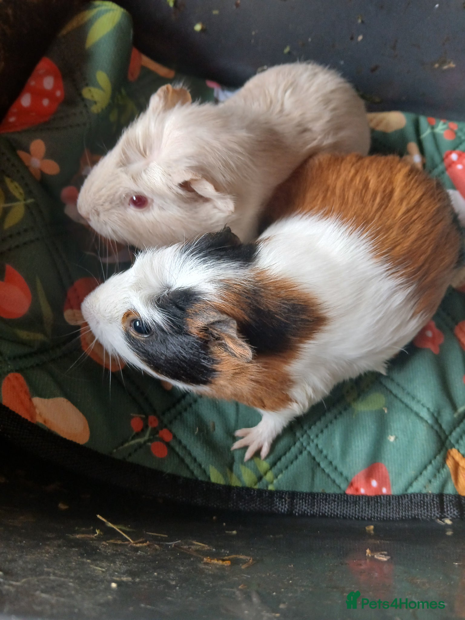 Guinea Pig rodents Bonded Sow Guinea Pigs for sale. - Advert 1