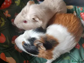Guinea Pig rodents for sale: Bonded Sow Guinea Pigs for sale. - Advert 2