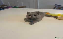British Shorthair cats for sale: Beautiful  lilac and blue kittens 2 boys 1 girl - Image 22