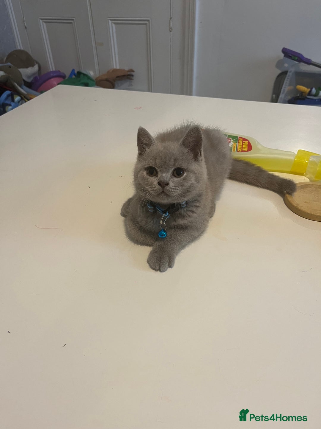 British Shorthair cats for sale: Beautiful  lilac and blue kittens 2 boys 1 girl - Image 22