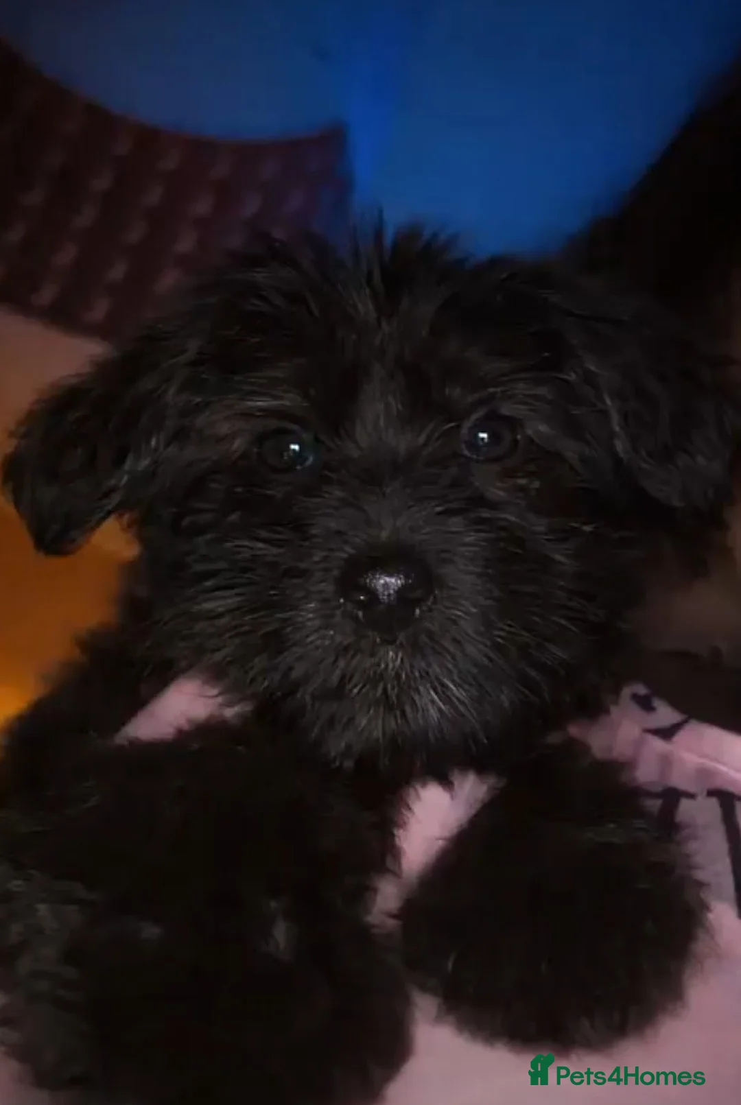 Scottish Terrier dogs for sale: 🖤 Scottish terrier puppy🖤 - Advert 2