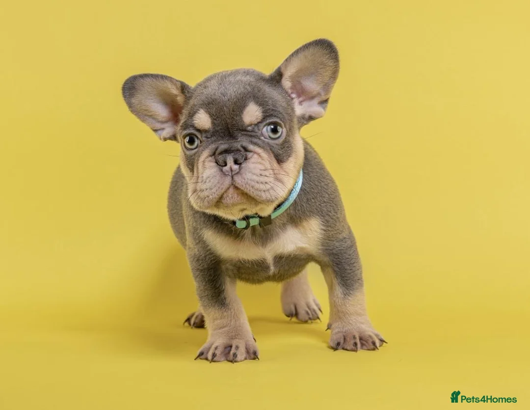 French Bulldog dogs for stud: Isabella & Fluffy Platinum  in Newcastle upon Tyne - Advert 2