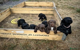 Mixed Breed dogs for sale: Gorgeous litter of 8 x F1 Sprocker Spaniels - Image 15