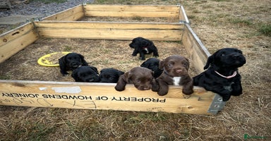 Mixed Breed dogs - Advert 3
