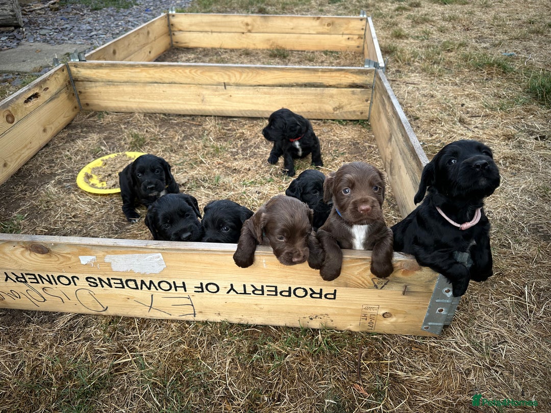 Mixed Breed dogs for sale: Gorgeous litter of 8 x F1 Sprocker Spaniels - Image 15