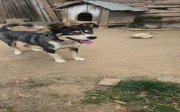 Mixed Breed dogs for adoption: ROCKY, a Lovely Boy - for a Loving Home - Image 6