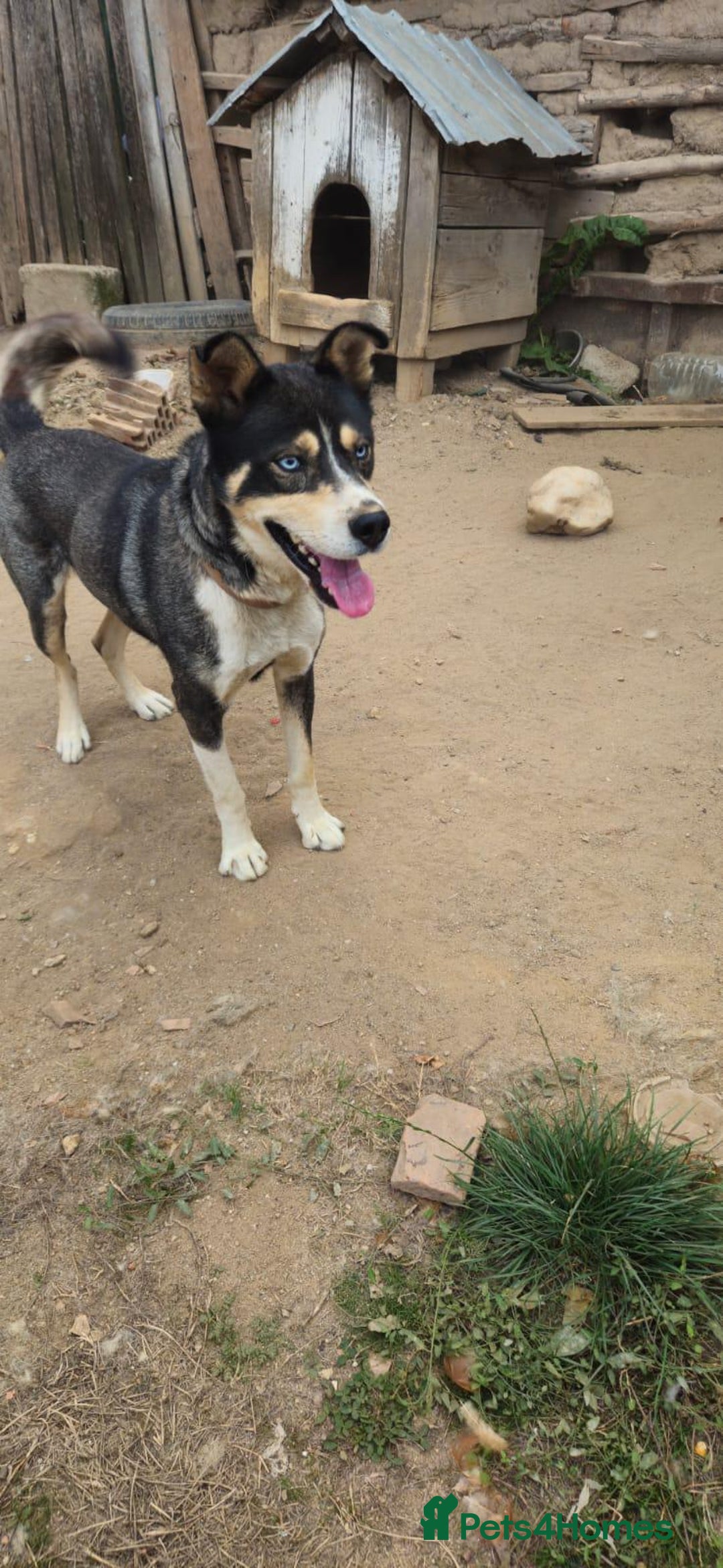 Mixed Breed dogs for adoption: ROCKY, a Lovely Boy - for a Loving Home - Image 6