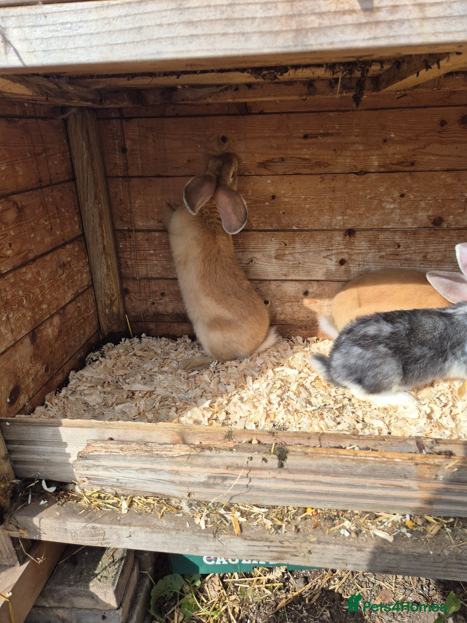 Mixed Breed rabbits Continetal  giant - Advert 2