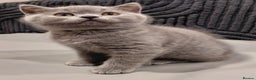 British Shorthair cats for sale: GCCF Registered Championship Line BSH Kittens - Advert 31