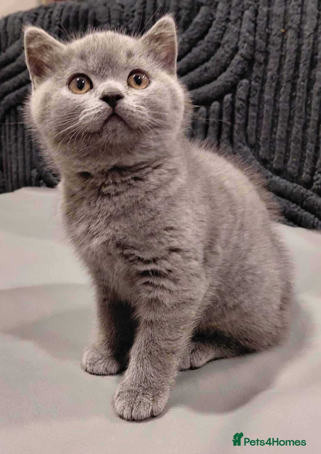 British Shorthair cats for sale: GCCF Registered Championship Line BSH Kittens - Advert 31