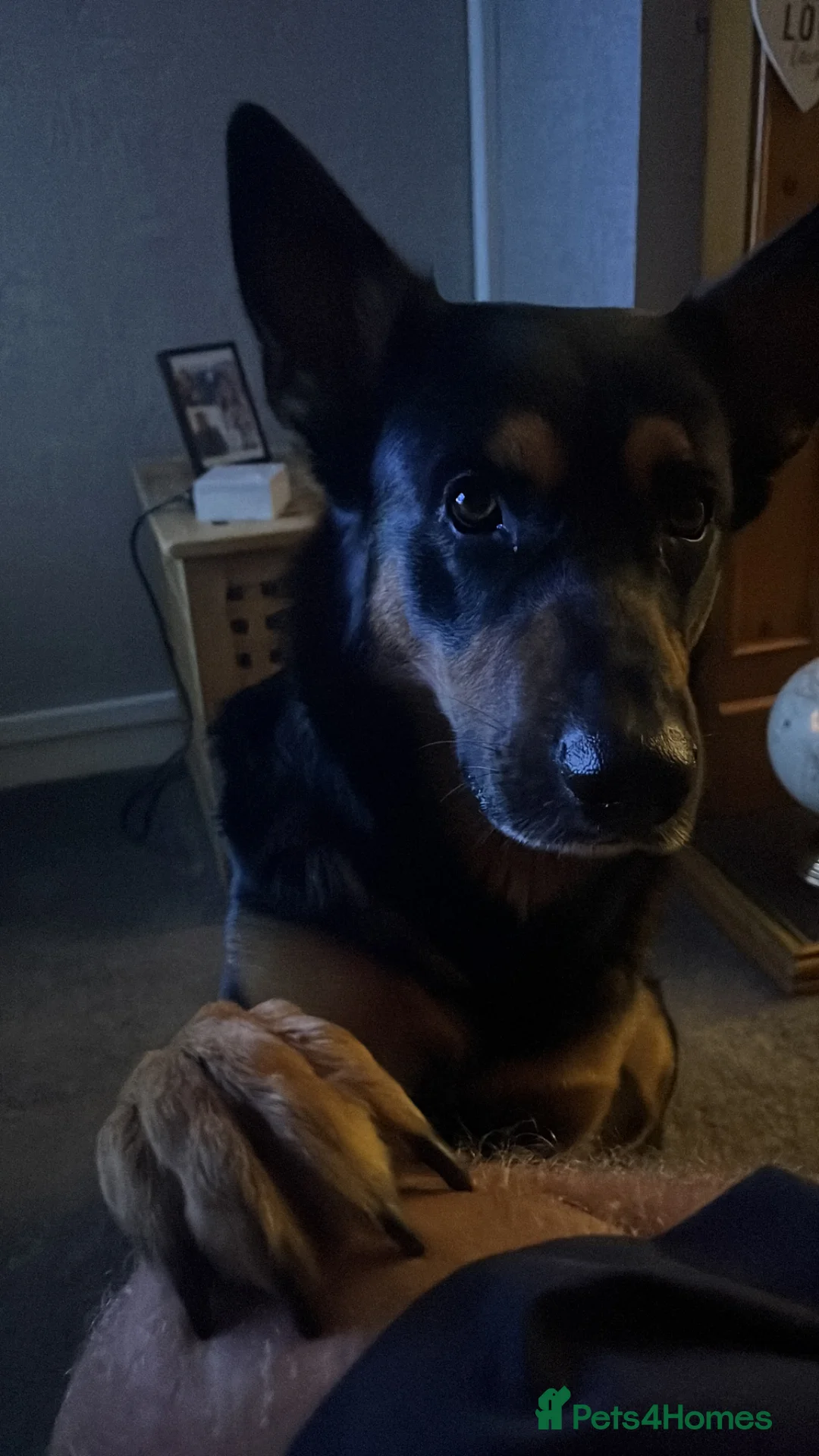 German Shepherd dogs for stud: Available for stud German shepherd cross in Liversedge - Advert 9