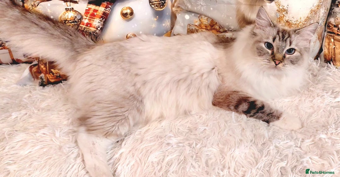 Ragdoll cats for sale: 💕BEAUTIFUL TICA REGISTERED RAGDOLLS KITTENS💕  - Advert 8