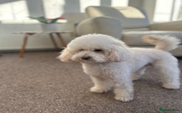 Toy Poodle dogs for stud: Gucci Toy Poodle Stud - Image 11