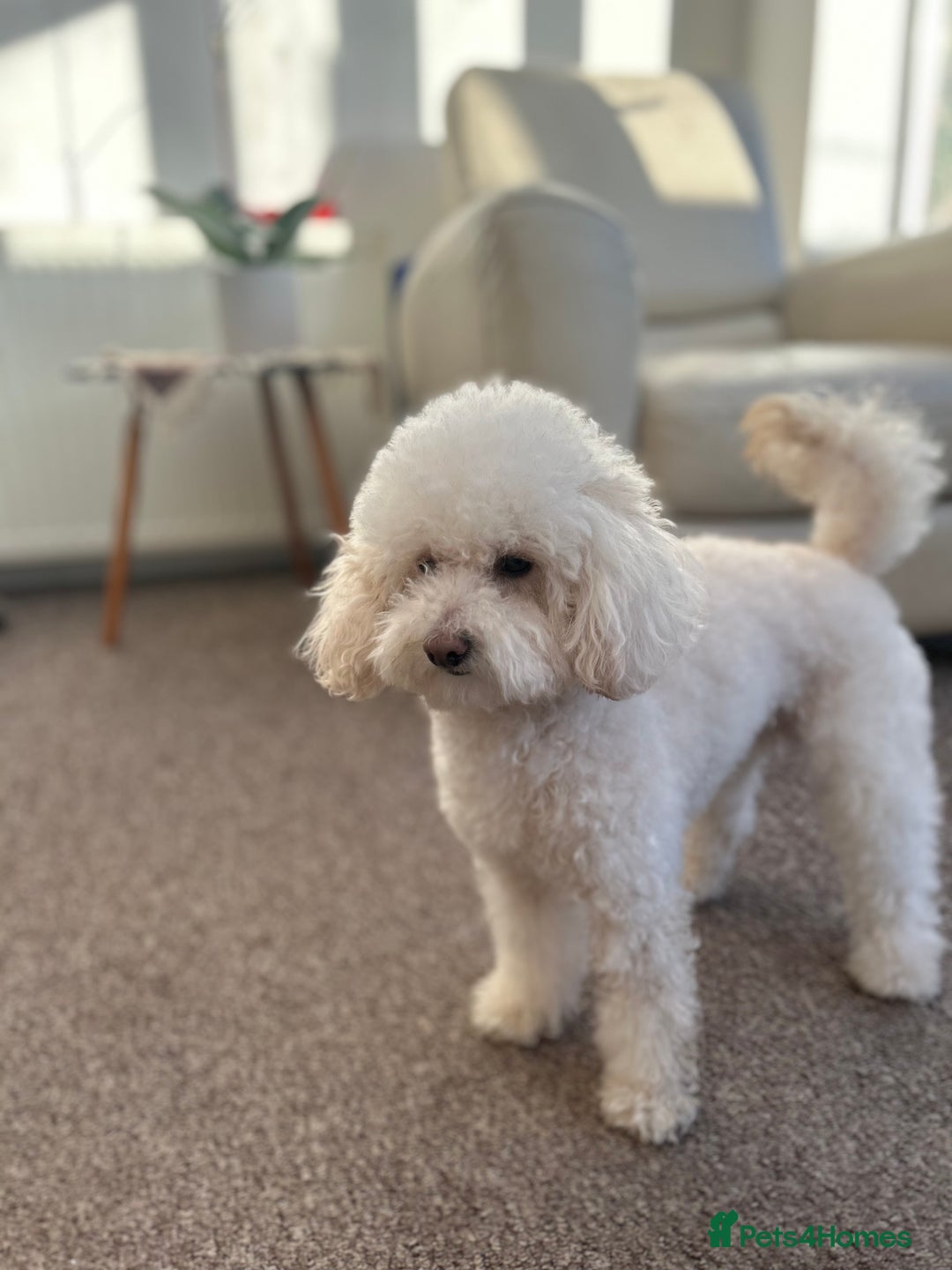 Toy Poodle dogs for stud: Gucci Toy Poodle Stud - Image 11