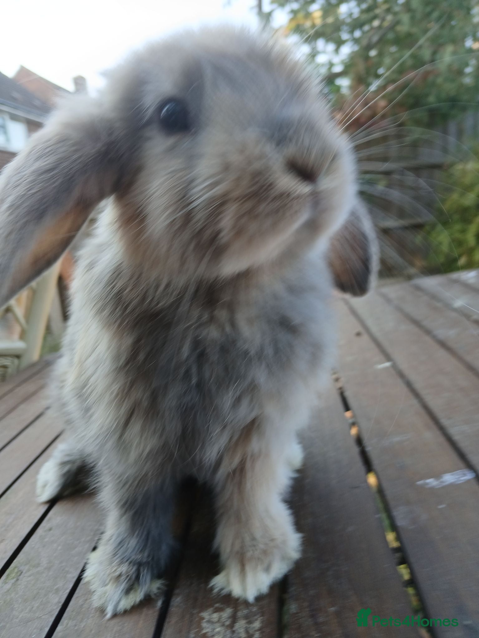 Mini Lop rabbits Last one boy would like his new home - Advert 19