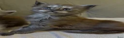 Maine Coon cats for sale: Large Tica Polly kittens - Advert 21