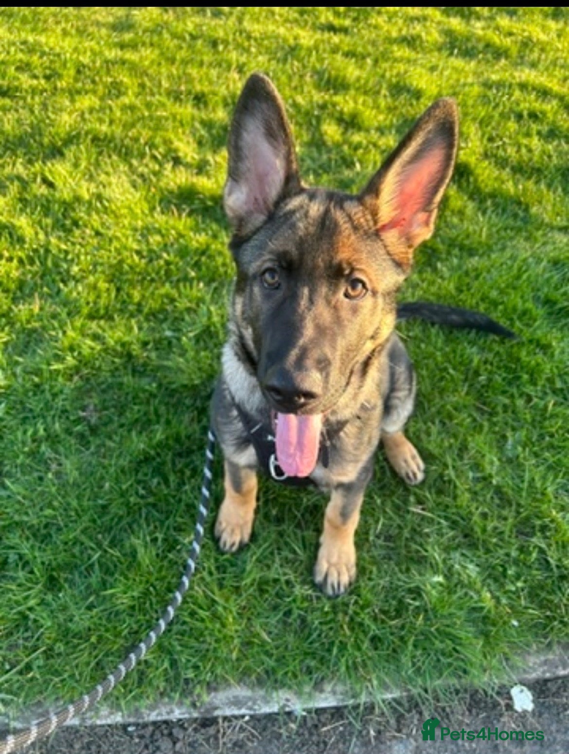 German Shepherd dogs Barney 2 year old German shepherd male  - Advert 1