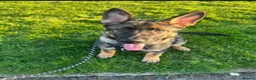German Shepherd dogs for sale: Barney 2 year old German shepherd male  in Hyde - Advert 1