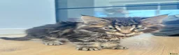 Maine Coon cats for sale: 4 Maine Coon kittens -friendly, cuddly, ready may - Advert 6