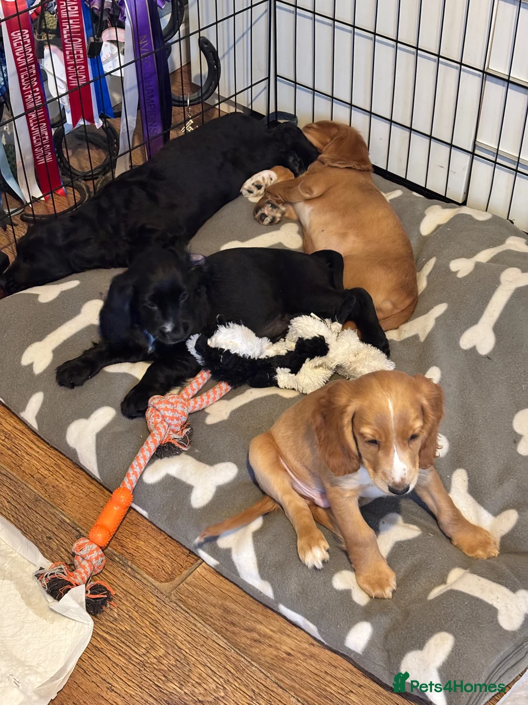 Cocker Spaniel dogs for sale: Cocker spaniel puppies  - Advert 1