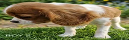 Cavalier King Charles Spaniel dogs for sale: Blenheim Cavalier King Charles Spaniel Puppies - Advert 14