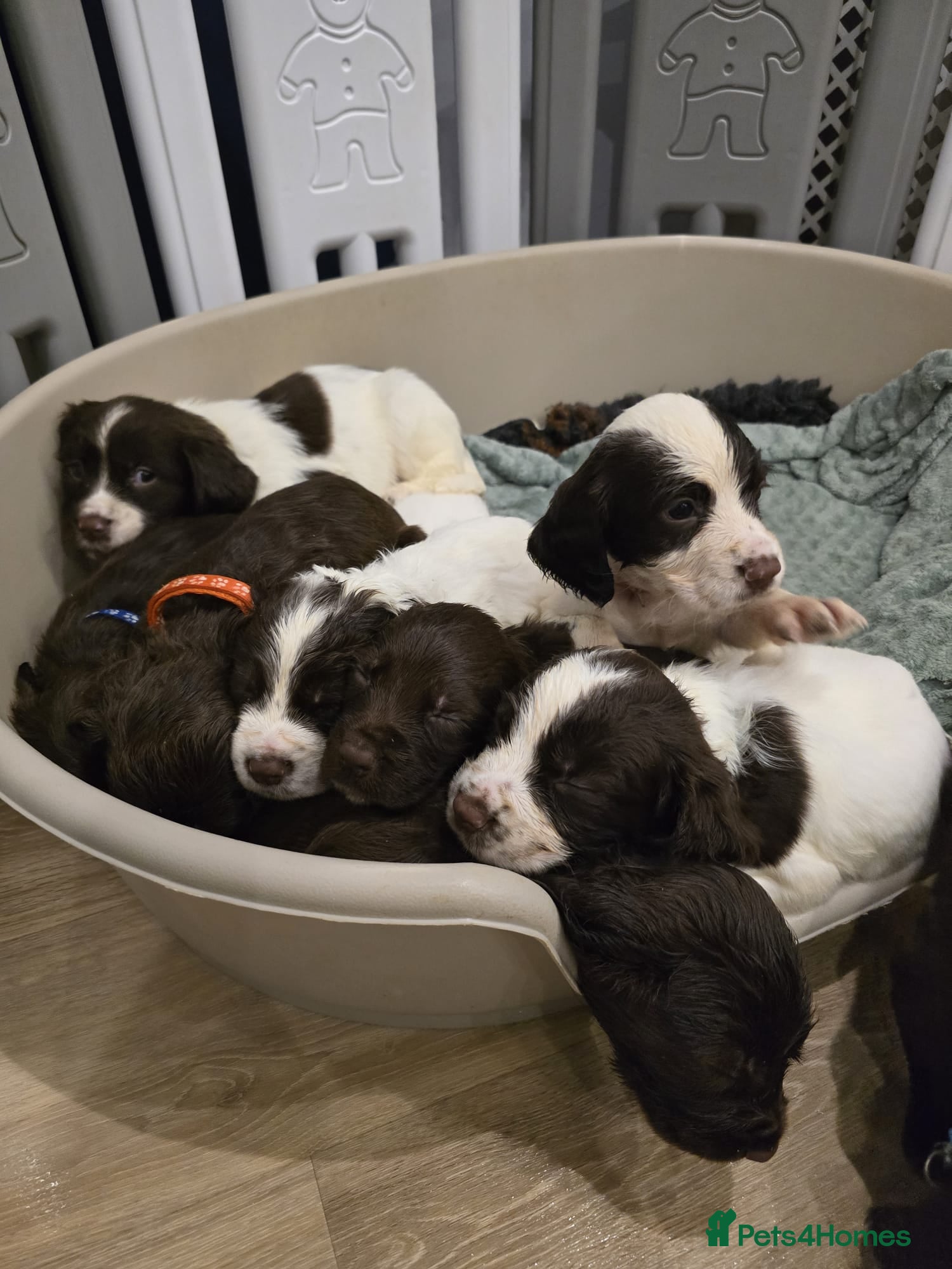 Sprocker dogs Sprocker Puppies - Advert 5