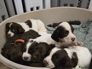 Sprocker dogs Sprocker Puppies - Advert 5