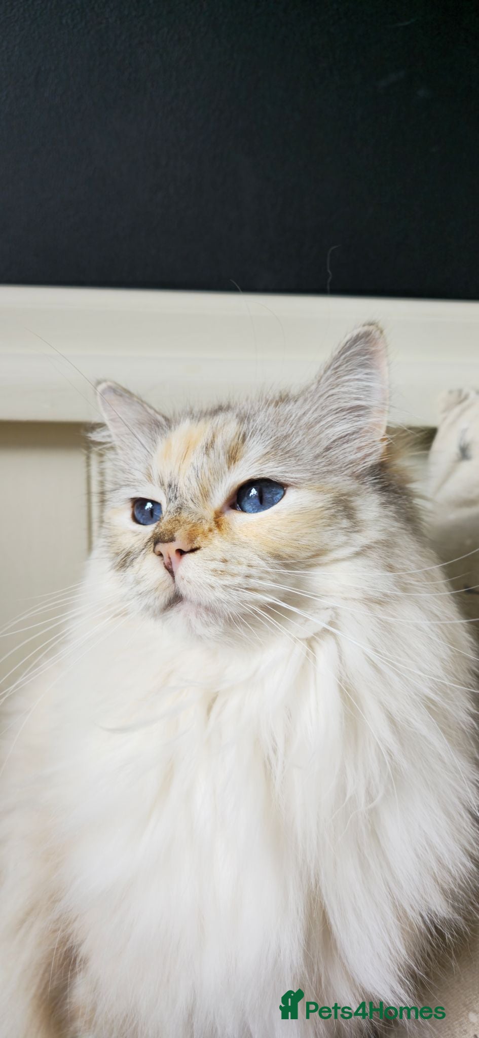 Ragdoll cats GCCF registered retired female Ragdoll Queen - Advert 1