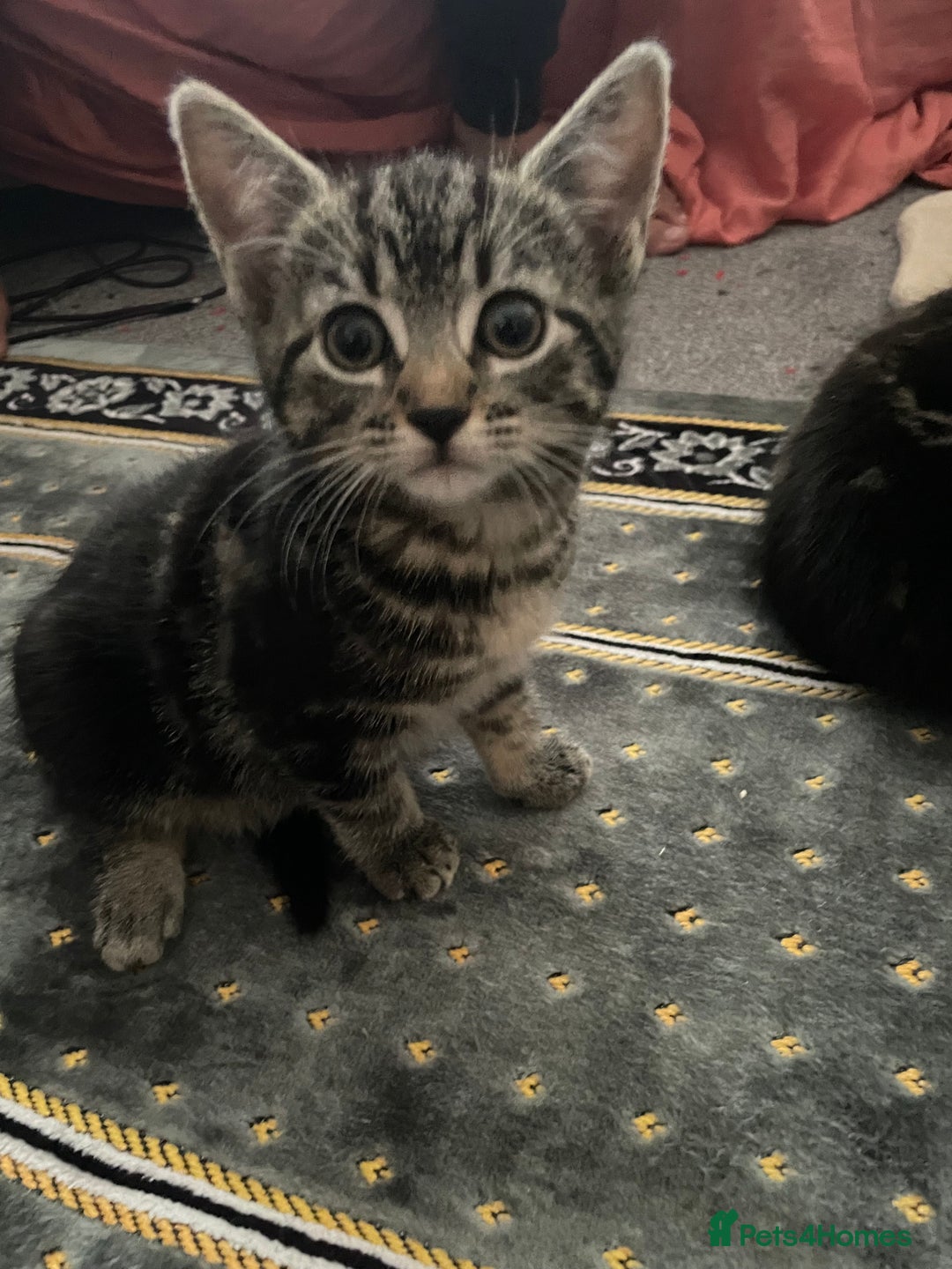 Domestic Shorthair cats for sale: Tabby and Tuxedo Kittens - Image 3