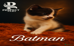 Norwegian Forest Cat cats for sale: 5 beautiful friendly boys - Image 4