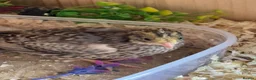 Quail poultry for sale: Button Quail  - Advert 4