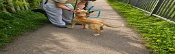 Mixed Breed dogs for adoption: Meet Alice Fragile Heart,Gentle Soul, Endless Love in Nottingham - Advert 11