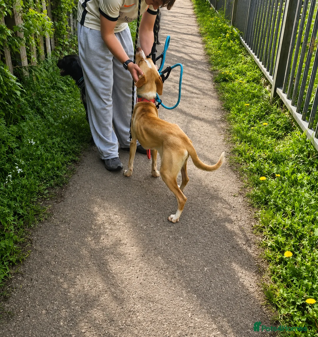 Mixed Breed dogs for adoption: Meet Alice Fragile Heart,Gentle Soul, Endless Love in Nottingham - Advert 11