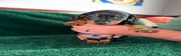 Dachshund dogs for sale: Chocolate and Black/Tan Dachshund puppies  - Advert 8