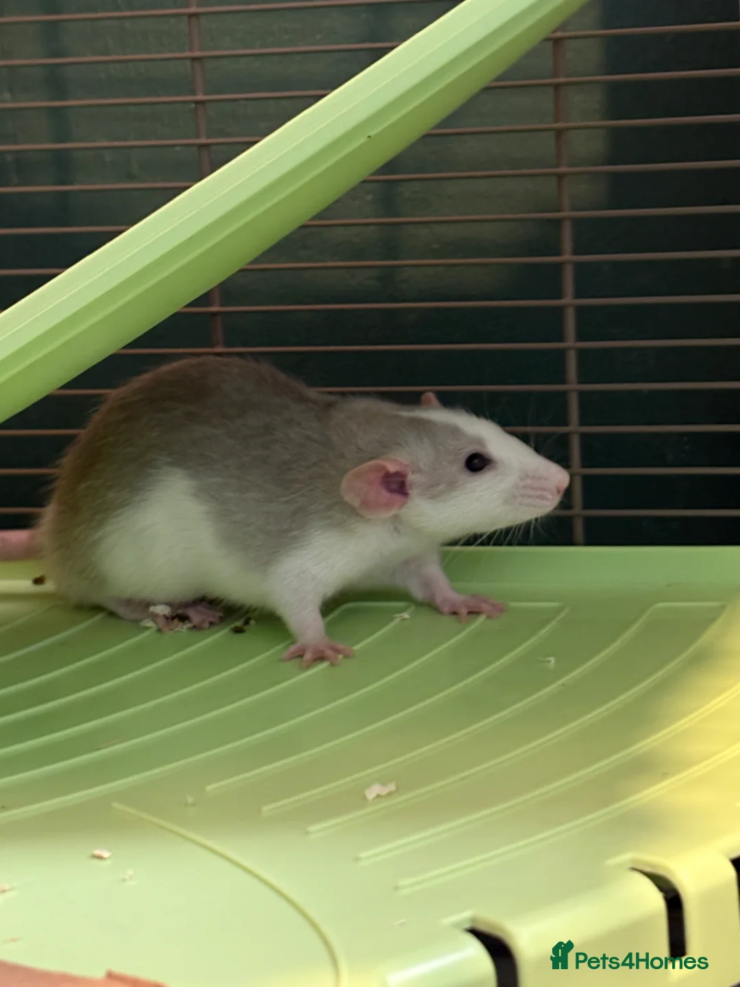 Rat rodents for sale: 2 male dumbo rats in Ludlow - Advert 1