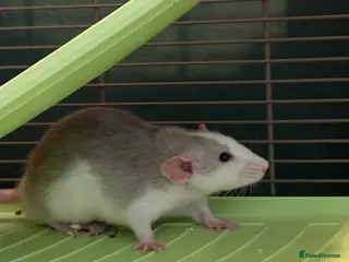 Rat rodents 2 male dumbo rats - Advert 3