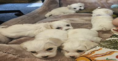 Maltese dogs - Advert 13