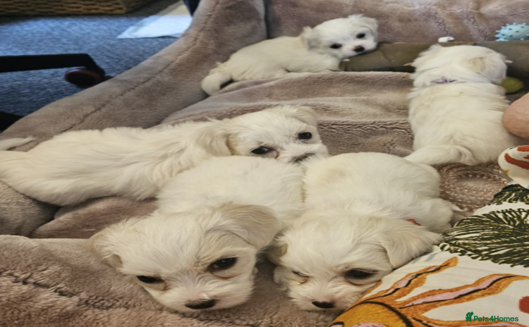 Maltese dogs - Advert 15