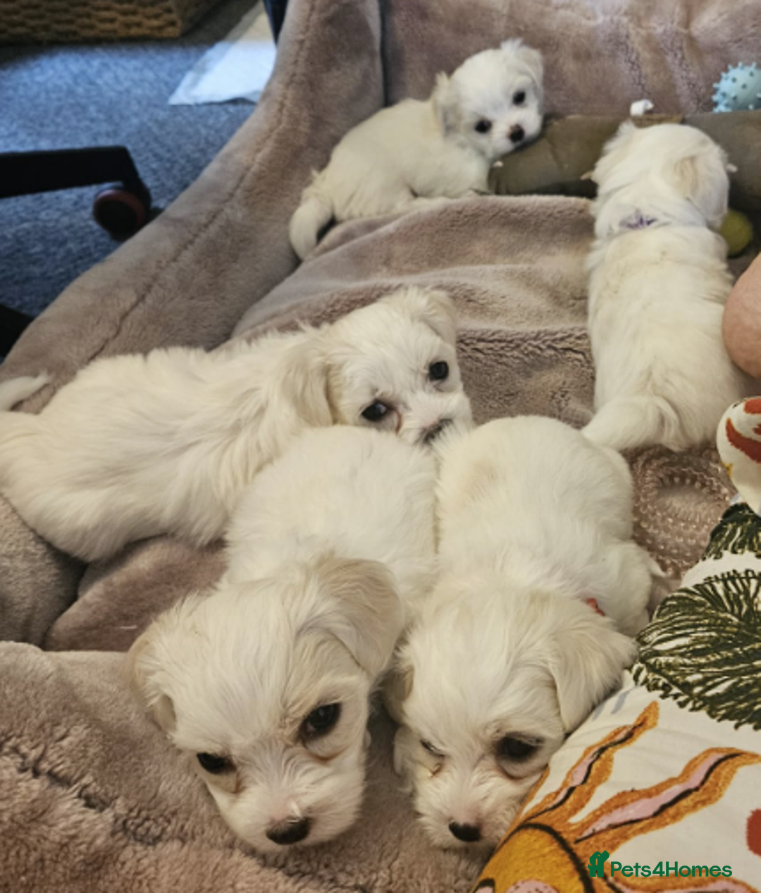 Maltese dogs for sale: 5 Male KC Maltese Puppies - Image 1