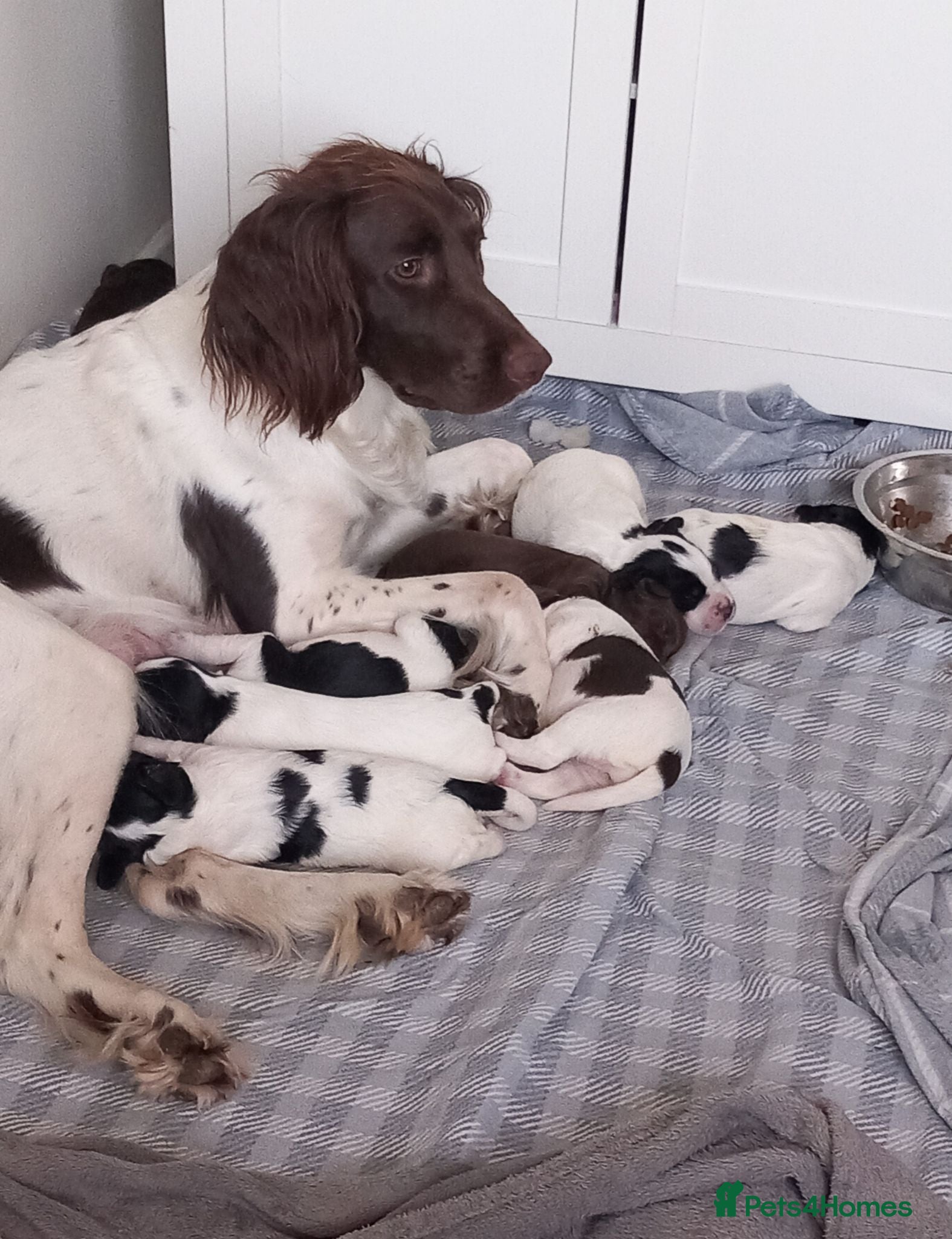 English Springer Spaniel dogs English Springer Spaniels Puppies  - Advert 1