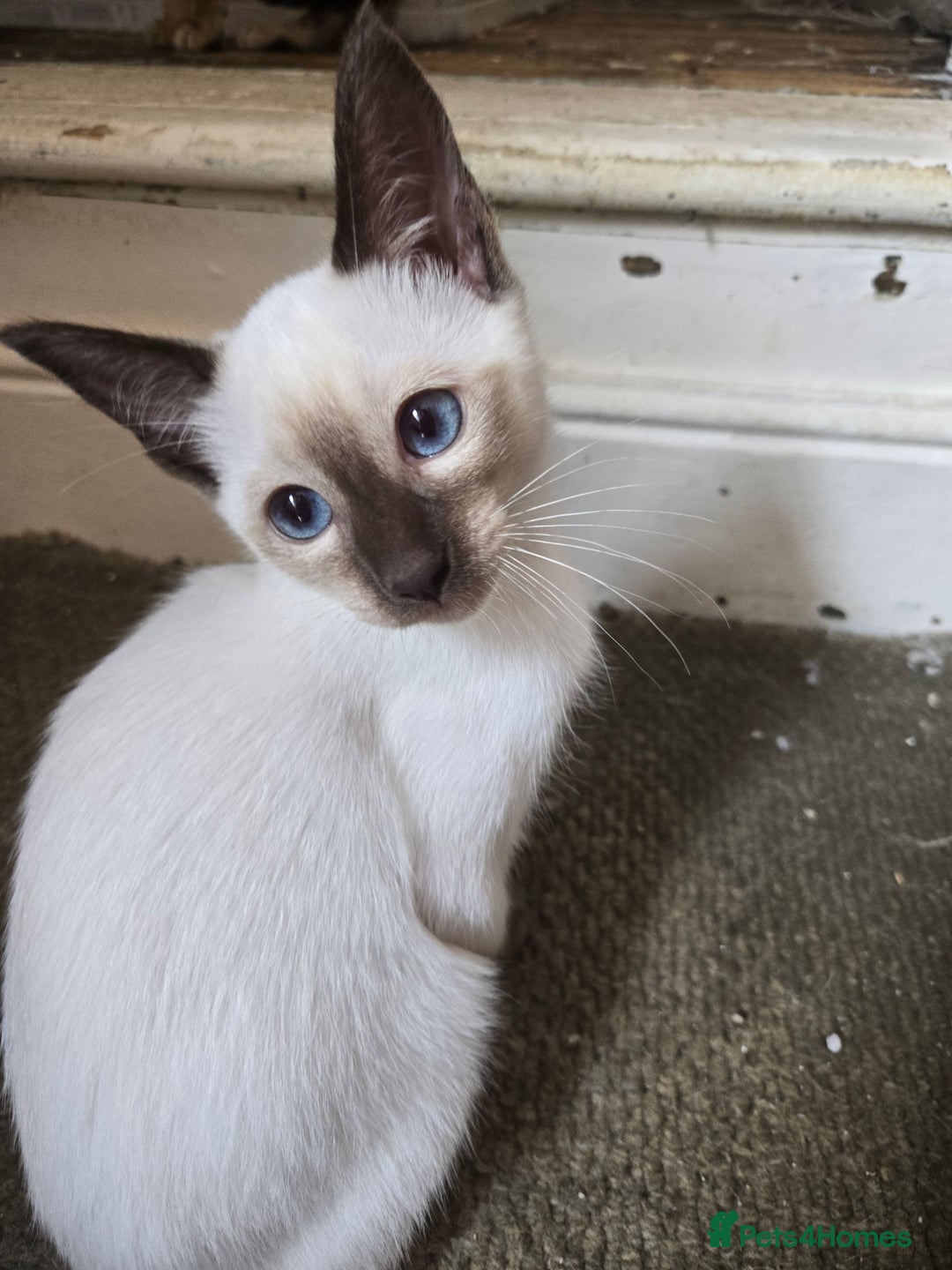 Ragdoll cats for sale: REDUCED 12 weeks chocolate point girl  in Bradford - Image 7
